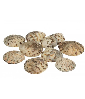 MUSZLE MORSKIE PECTEN PLICA...