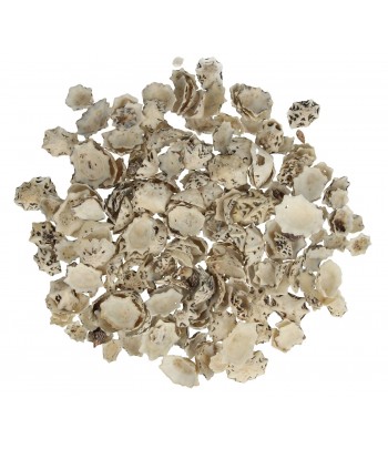 MUSZLE MORSKIE STAR LIMPET...