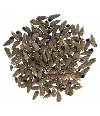 MUSZLE MORSKIE PONDOK...