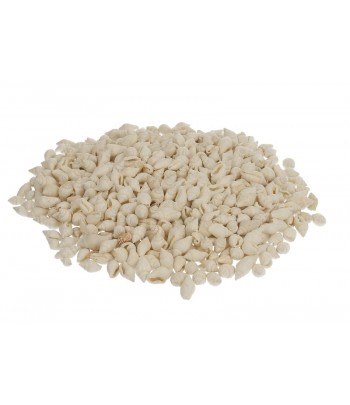 MUSZLE MORSKIE NASSA WHITE...