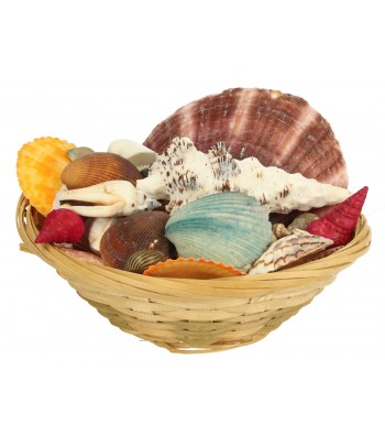 MUSZLE DEKORACYJNE MIX W...