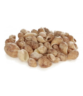 MUSZLE MORSKIE BULLA...