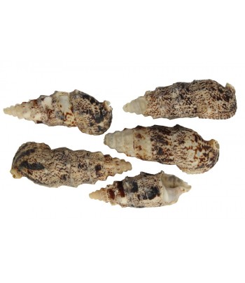 MUSZLE MORSKIE CERETHIUM...